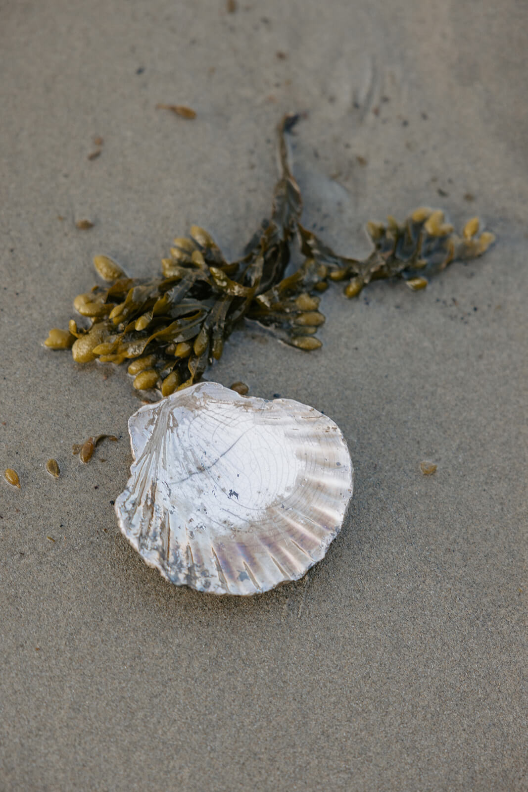 Raku Scallop Shell